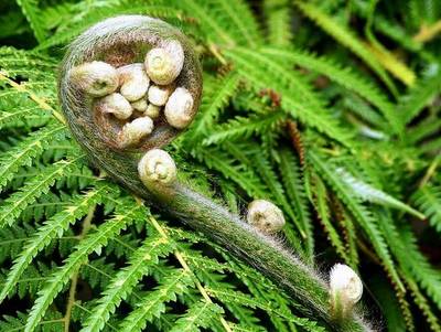 ATHYRIUM FILIXFOEMINA